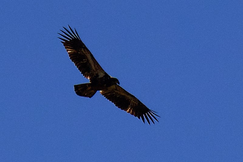 Bald Eagle - gene collins