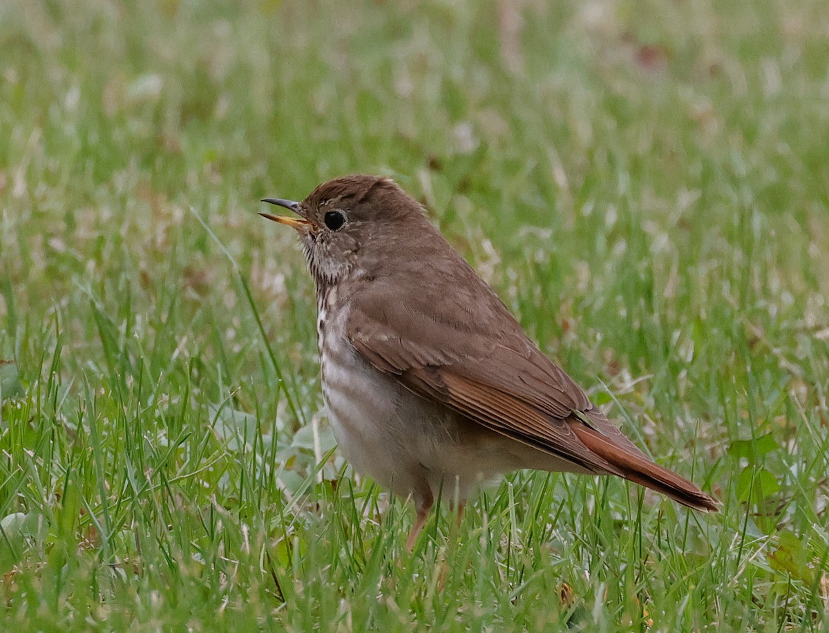 Hermit Thrush - Terry Spitzenberger