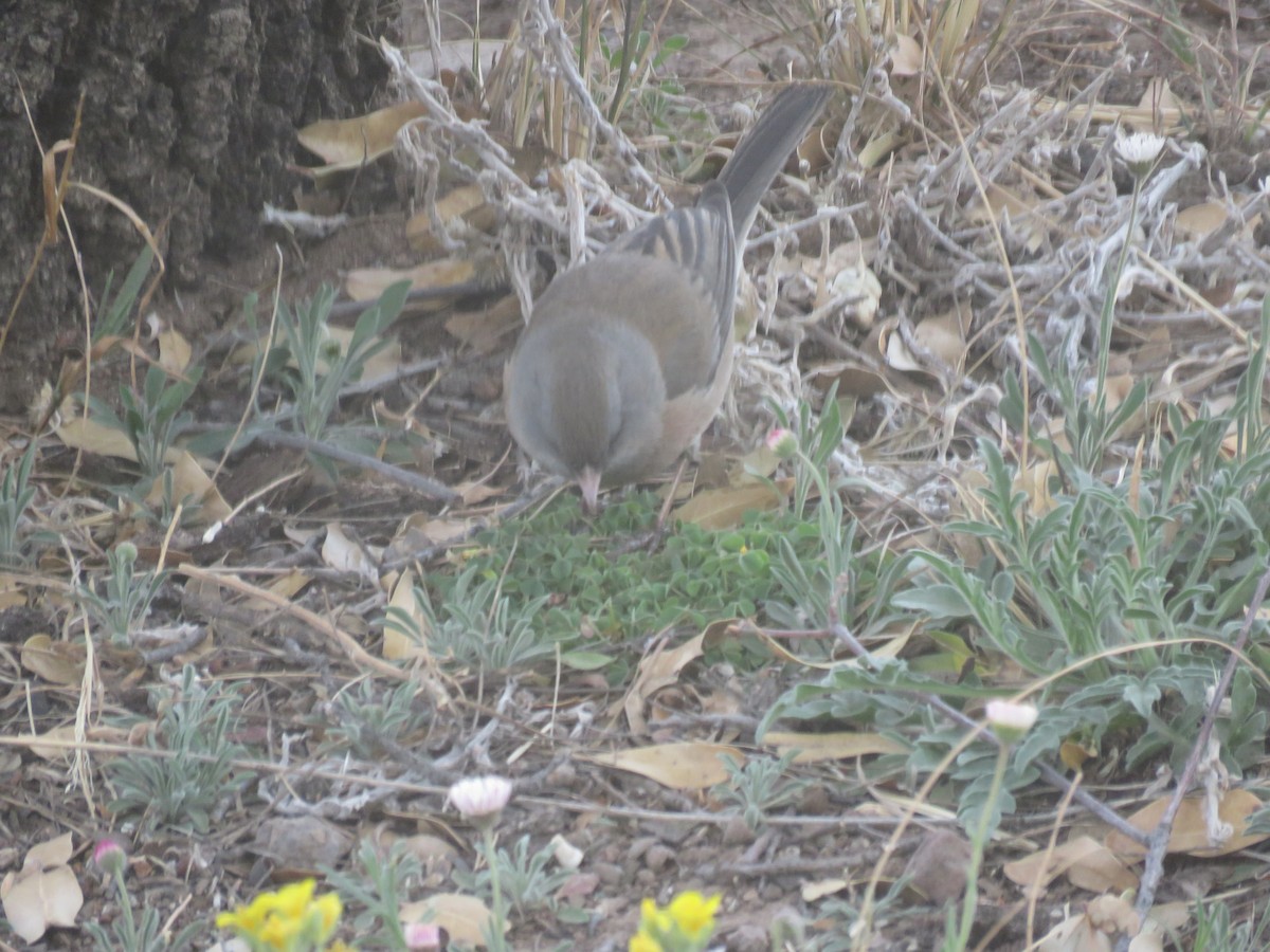 Dark-eyed Junco (Pink-sided) - ML618577173