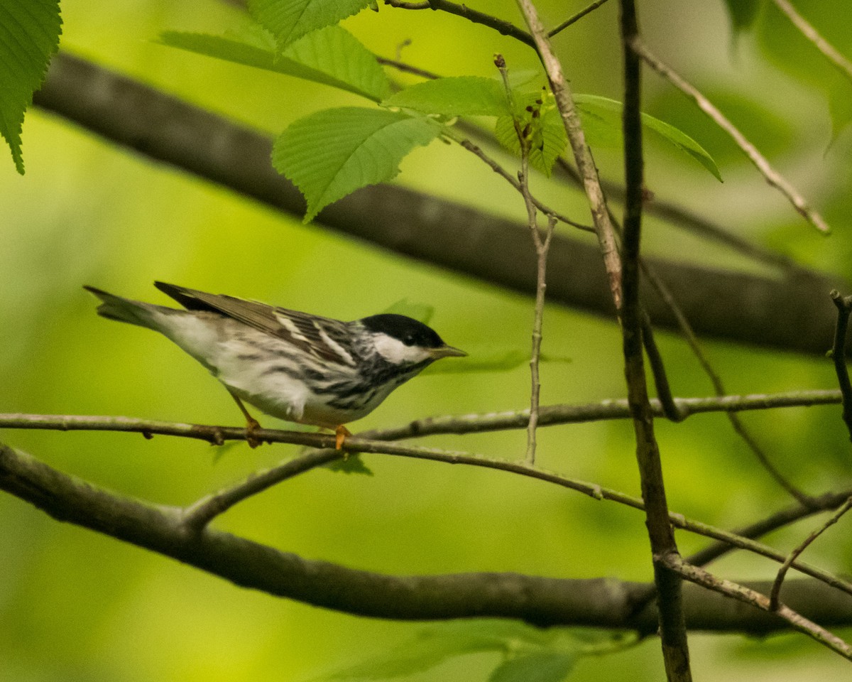 Streifenwaldsänger - ML618577182