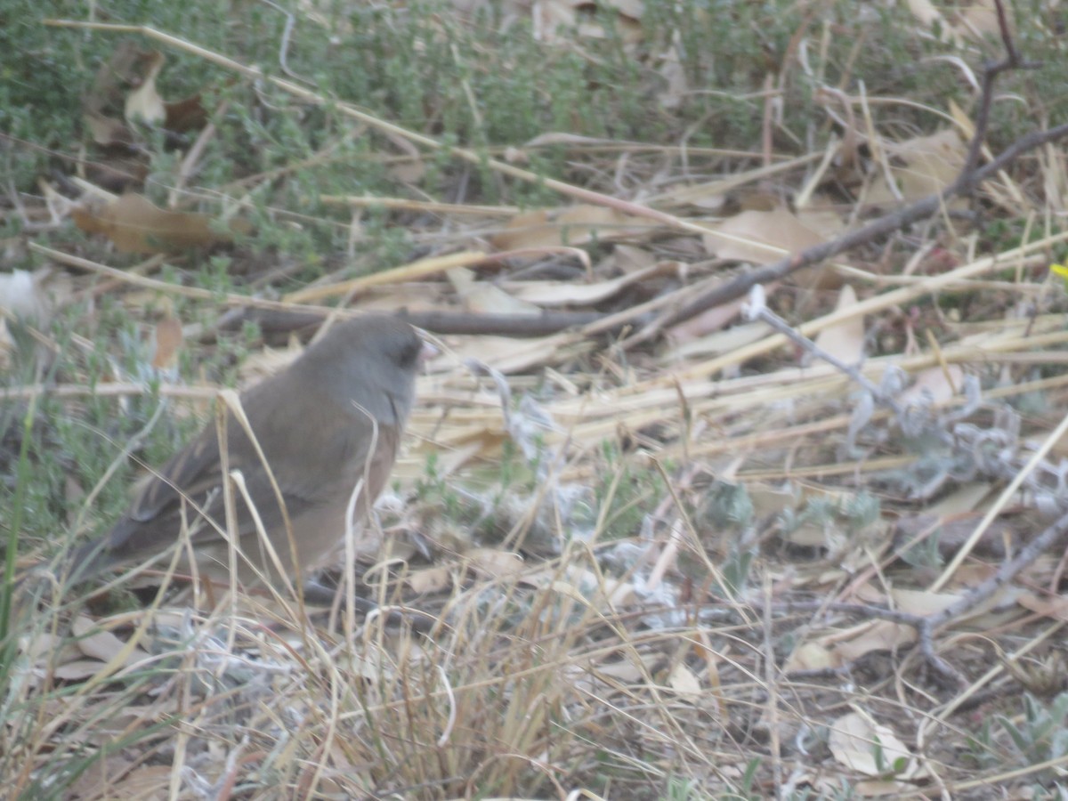 Junco Ojioscuro (mearnsi) - ML618577184