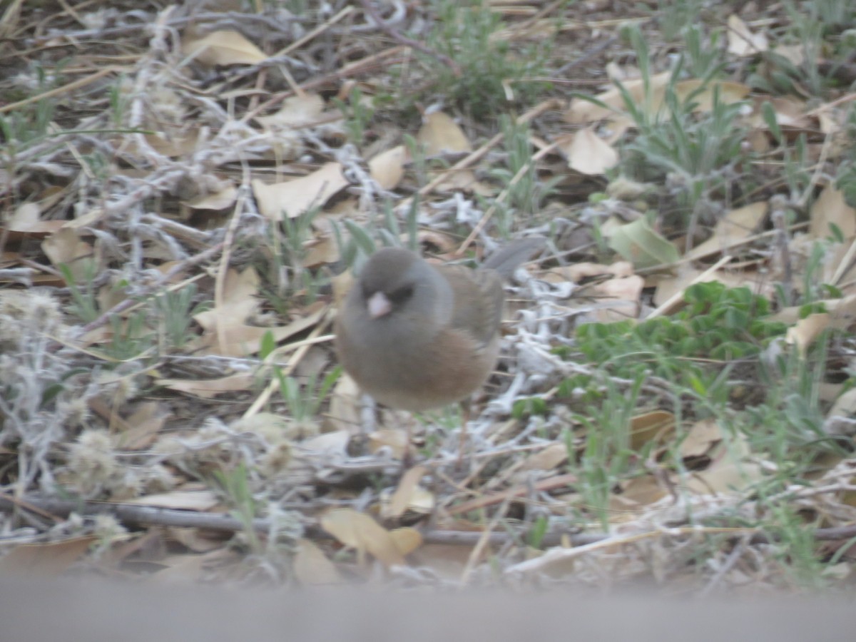 Dark-eyed Junco (Pink-sided) - Dell Little cc