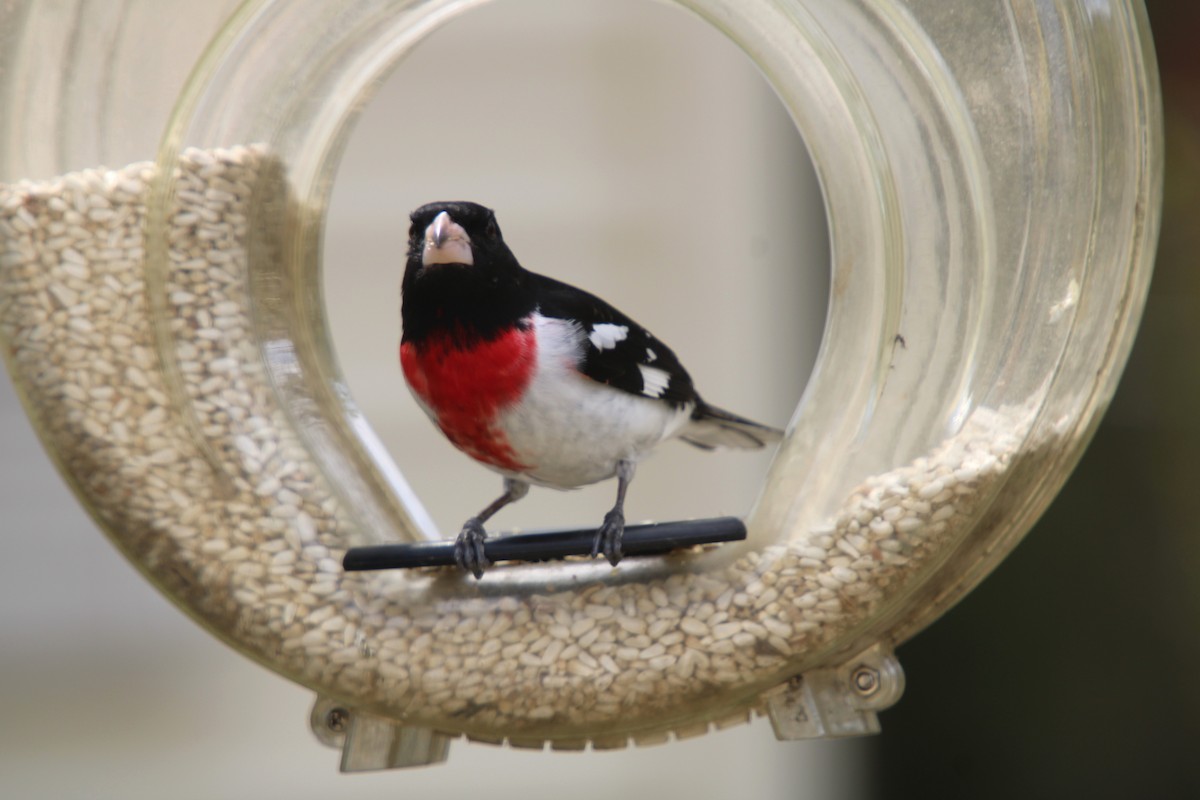 Rose-breasted Grosbeak - ML618577215