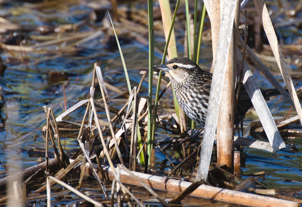 Red-winged Blackbird - ML618577218