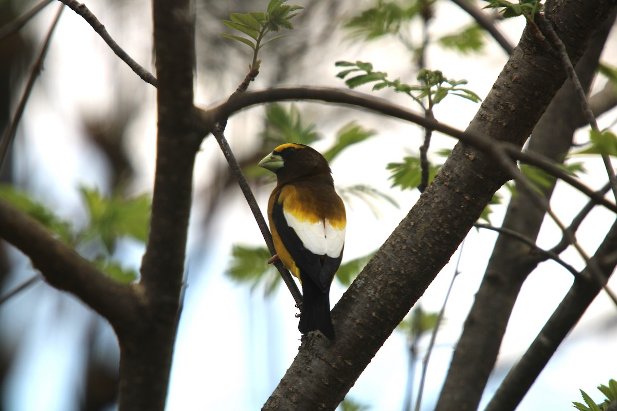 Evening Grosbeak - ML618577278