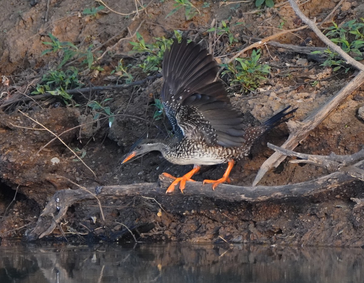 African Finfoot - ML618577307