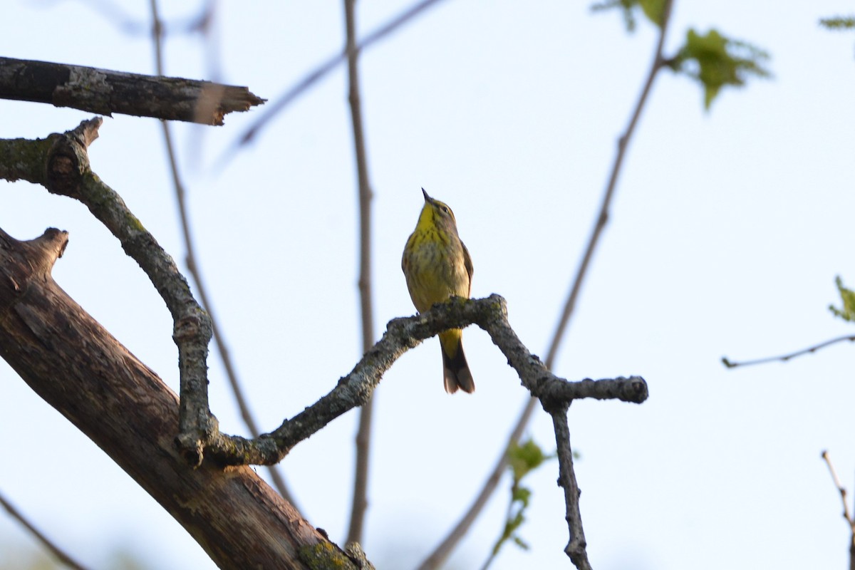 Paruline à couronne rousse - ML618577311