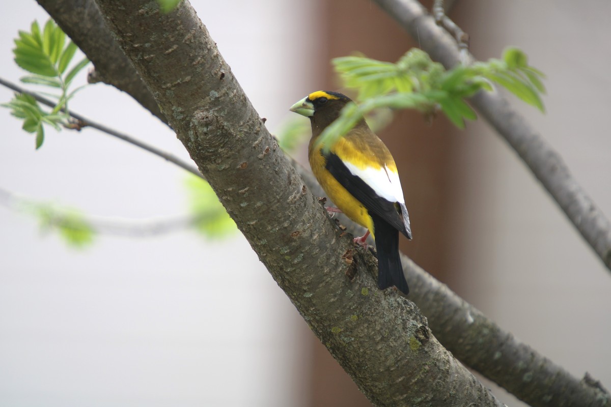 Evening Grosbeak - ML618577325