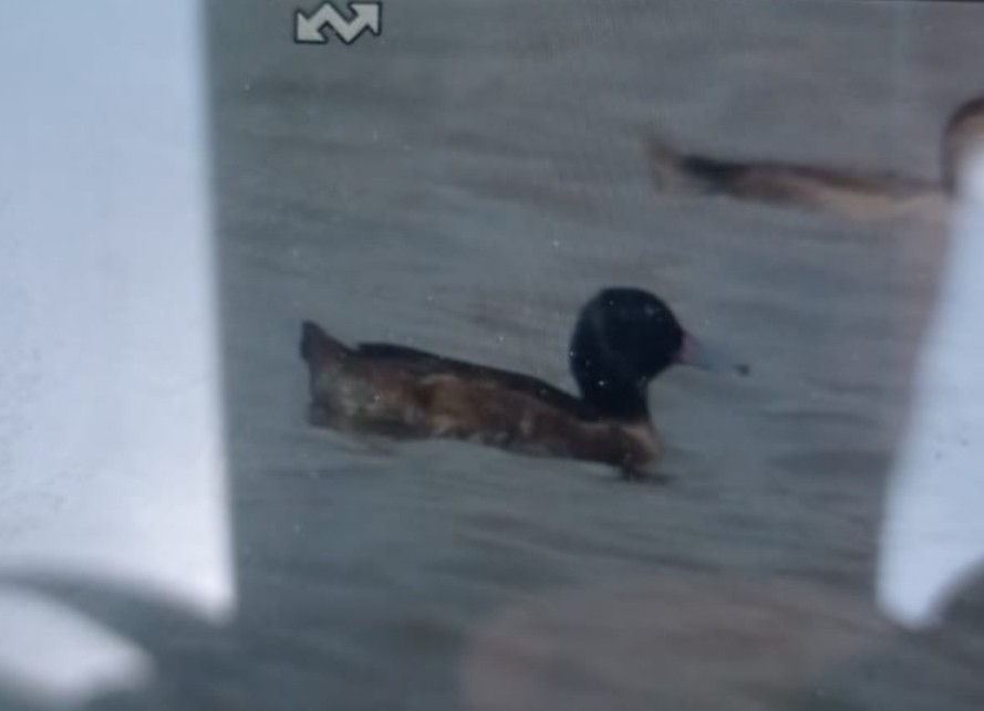 Black-headed Duck - ML618577343