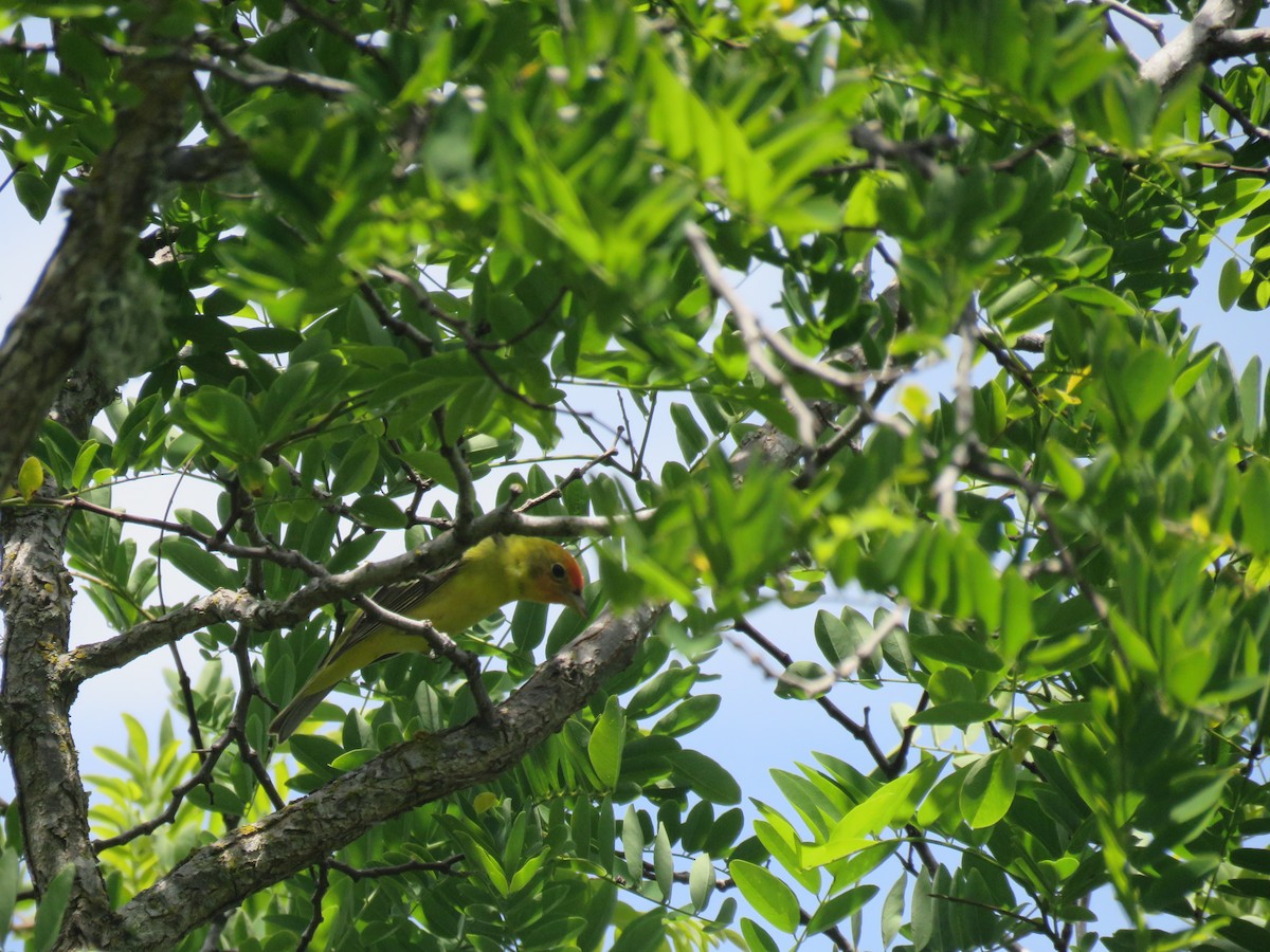 Western Tanager - David Mostardi