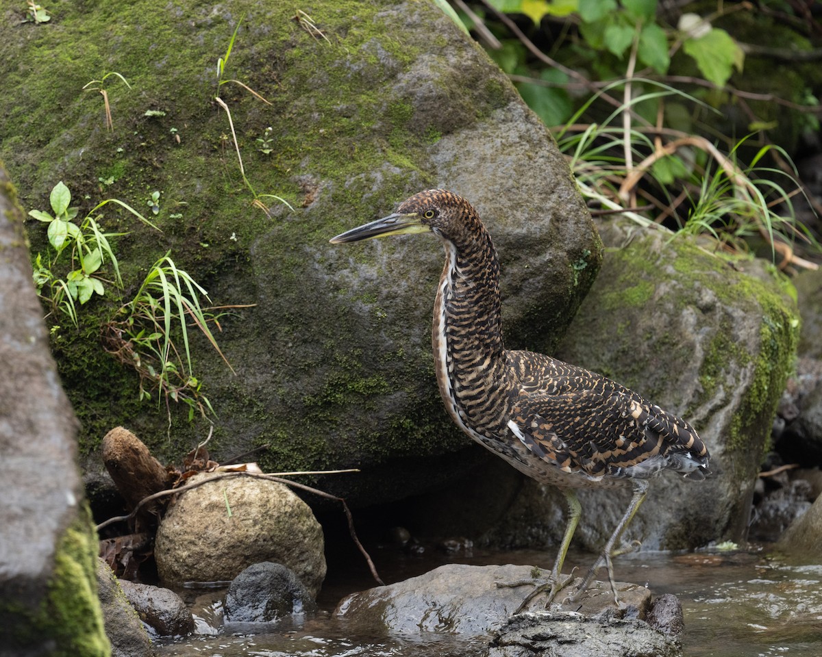 Fasciated Tiger-Heron - Ross Bartholomew