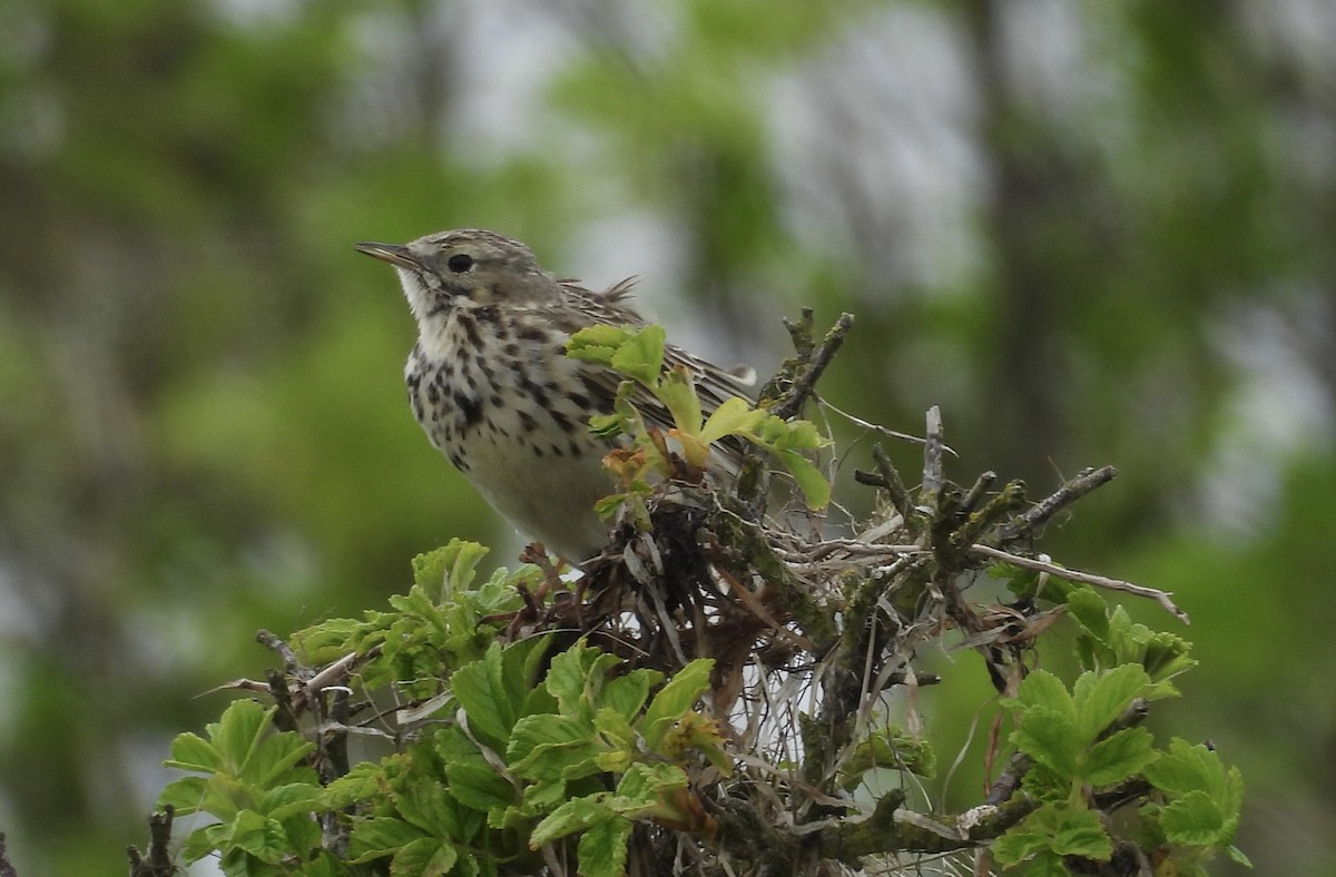 Meadow Pipit - ML618577439