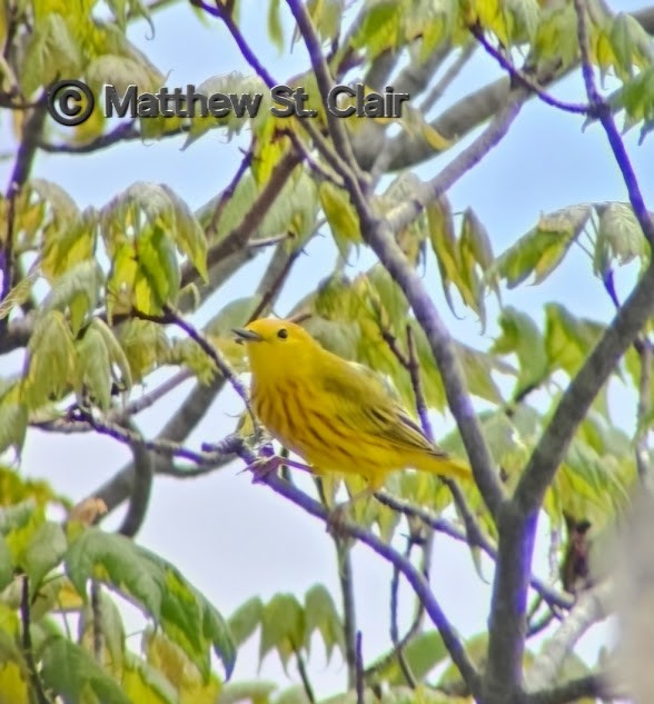 Yellow Warbler - Matthew StClair