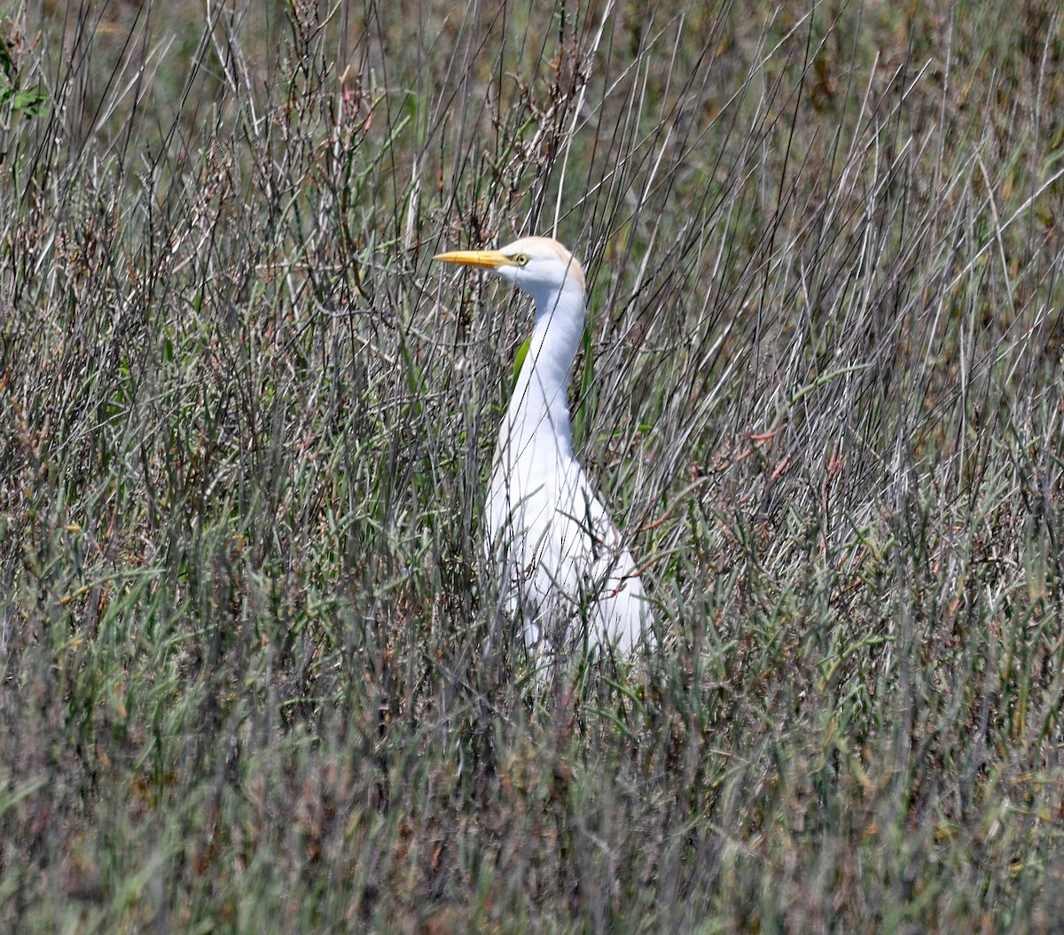 Western Cattle-Egret - ML618577456