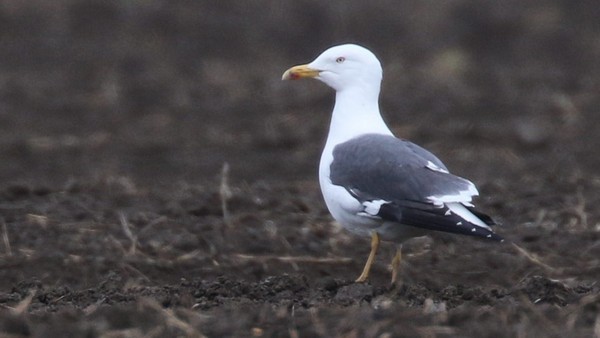 Lesser Black-backed Gull - Claude Nadeau