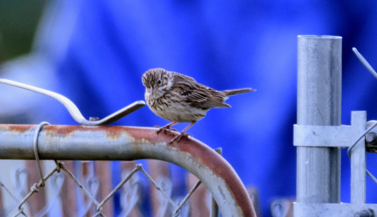 Vesper Sparrow - ML618577492