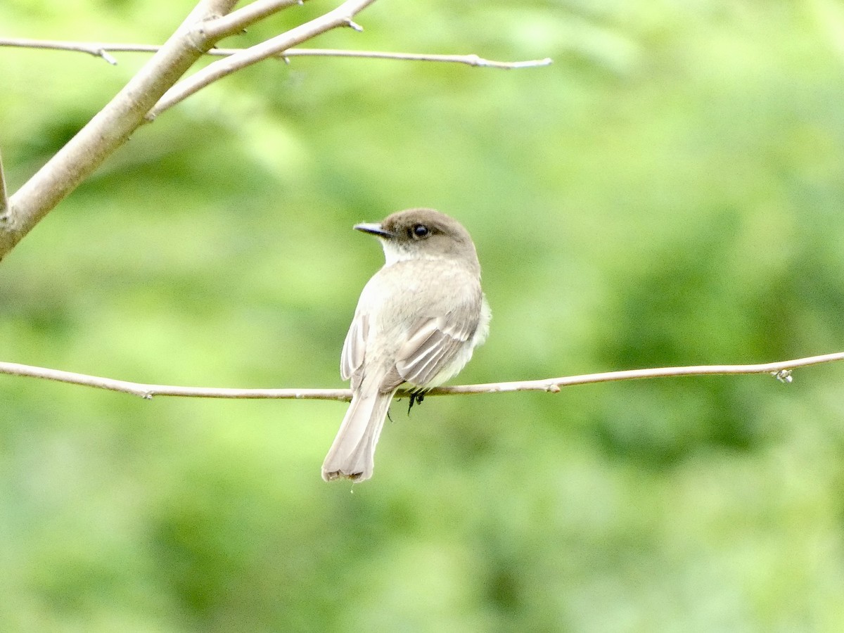 Eastern Phoebe - grace c