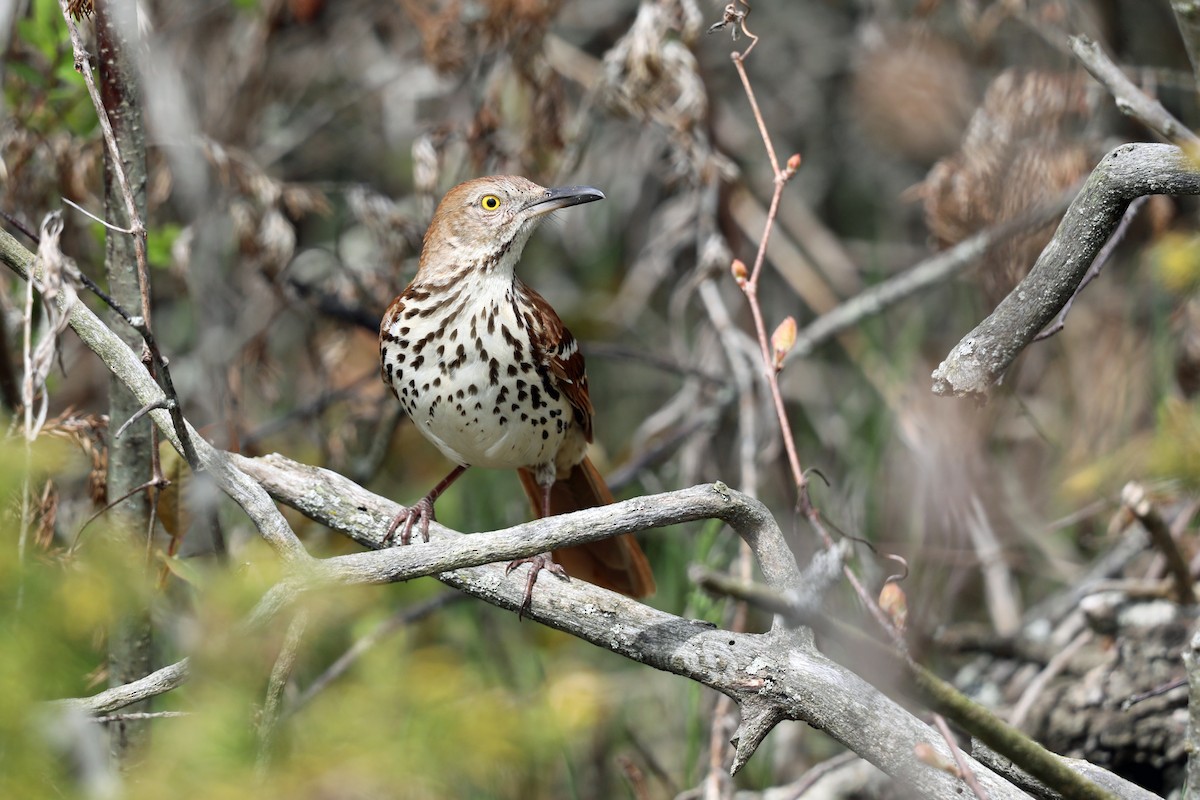 Brown Thrasher - ML618577501