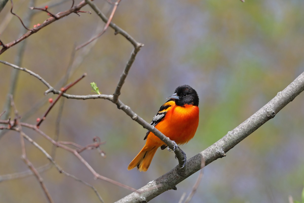 Baltimore Oriole - ML618577505