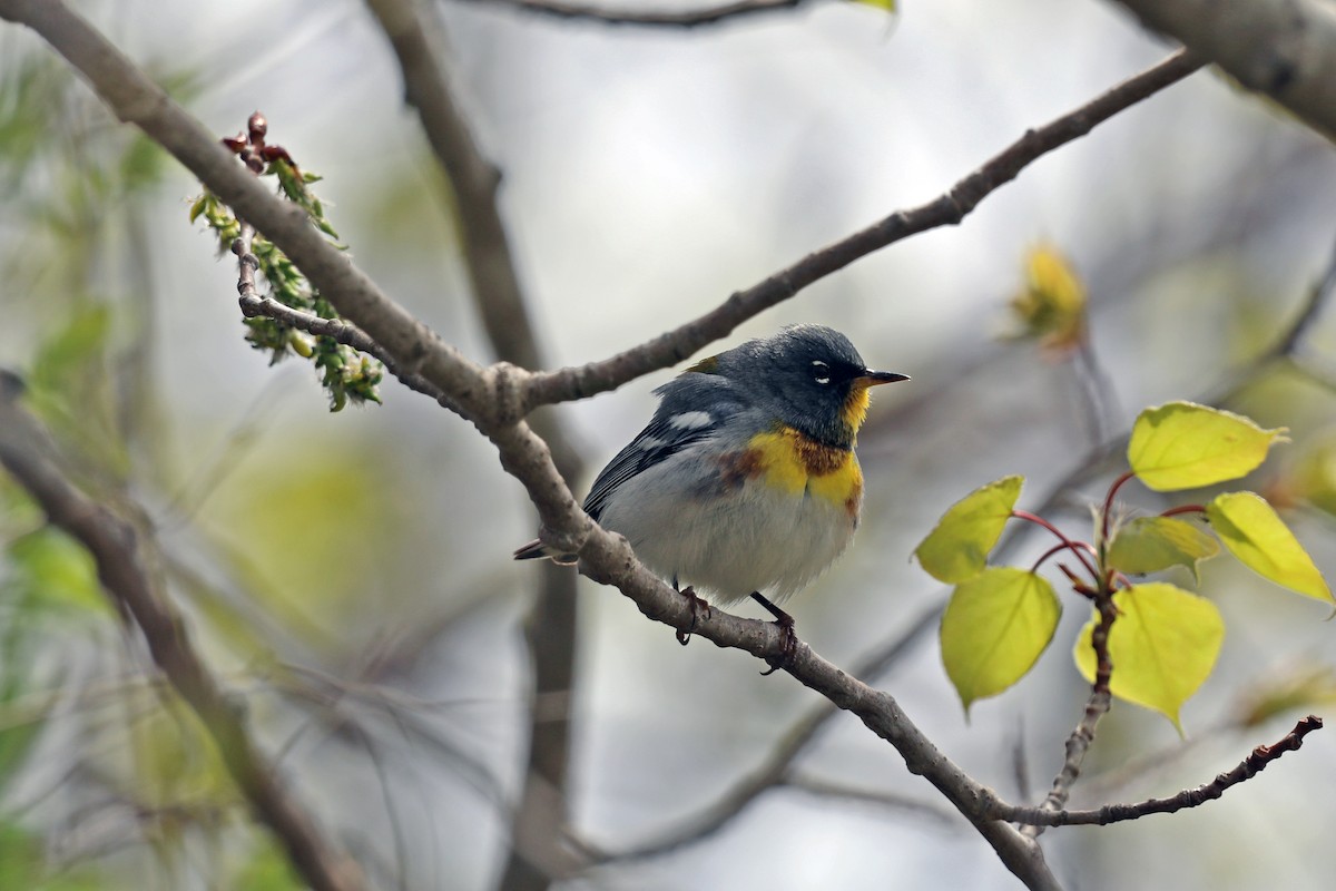 Northern Parula - ML618577525