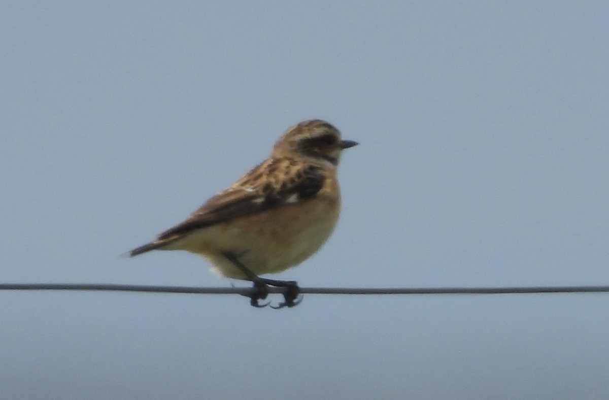 Whinchat - ML618577531
