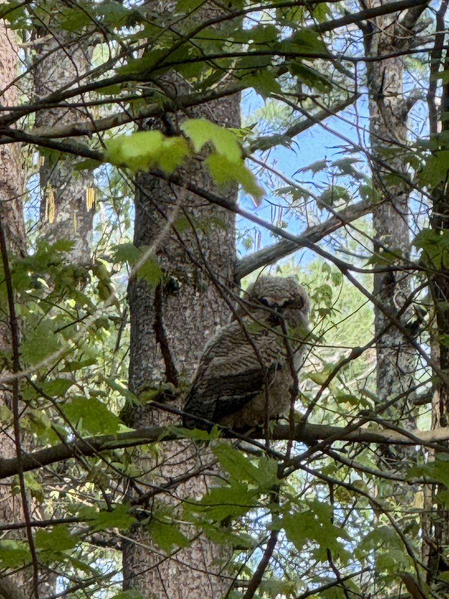 Great Horned Owl - ML618577534