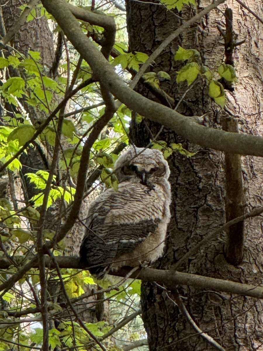 Great Horned Owl - ML618577535