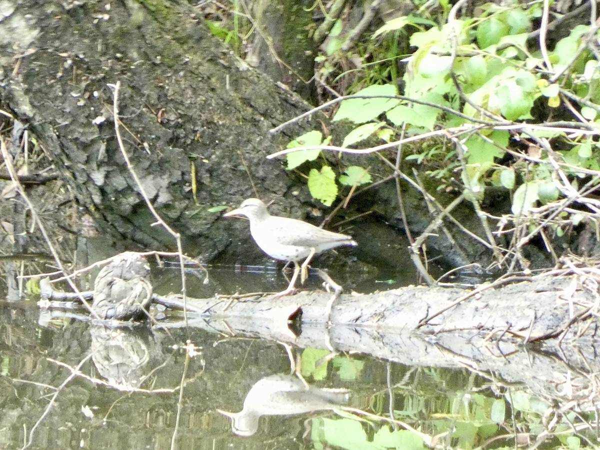 Spotted Sandpiper - ML618577545