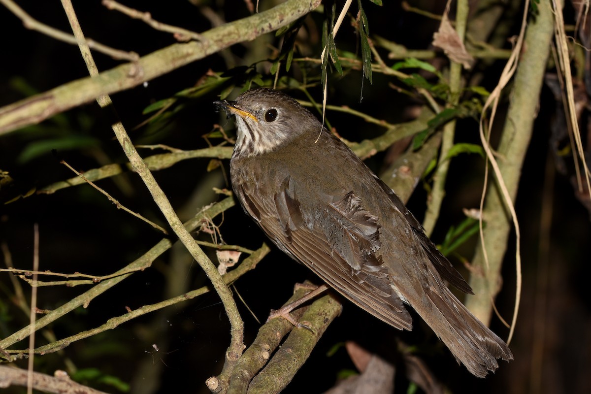 Gray-cheeked Thrush - Luke Berg