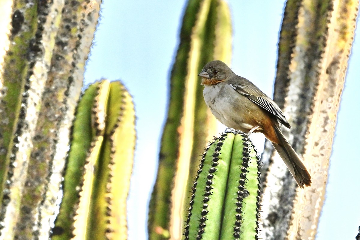 White-throated Towhee - ML618577626