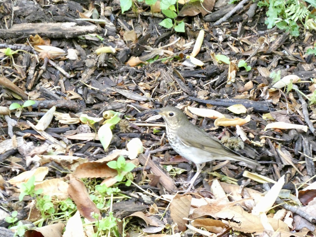 Swainson's Thrush - ML618577631