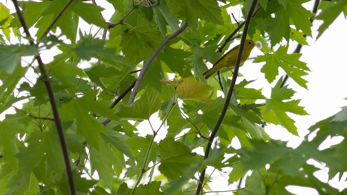 Yellow Warbler - Todd Kiraly