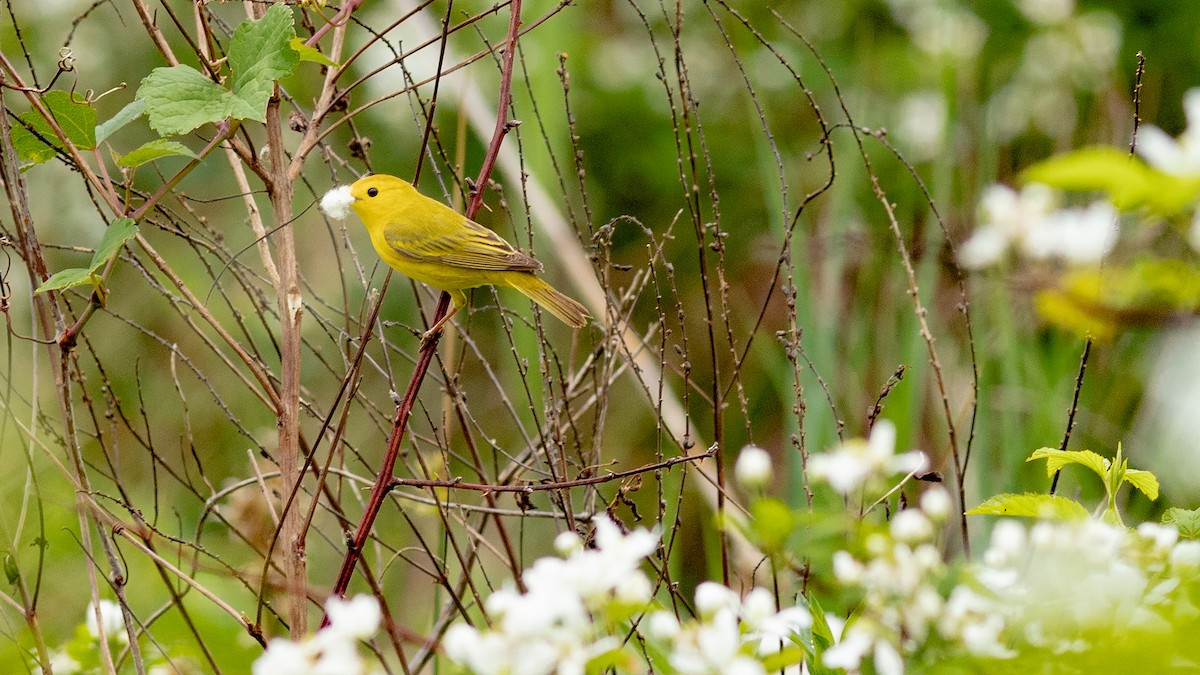 Northern Yellow Warbler - Todd Kiraly
