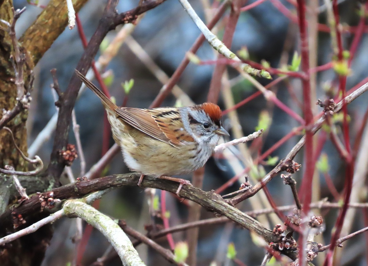 Swamp Sparrow - tom aversa