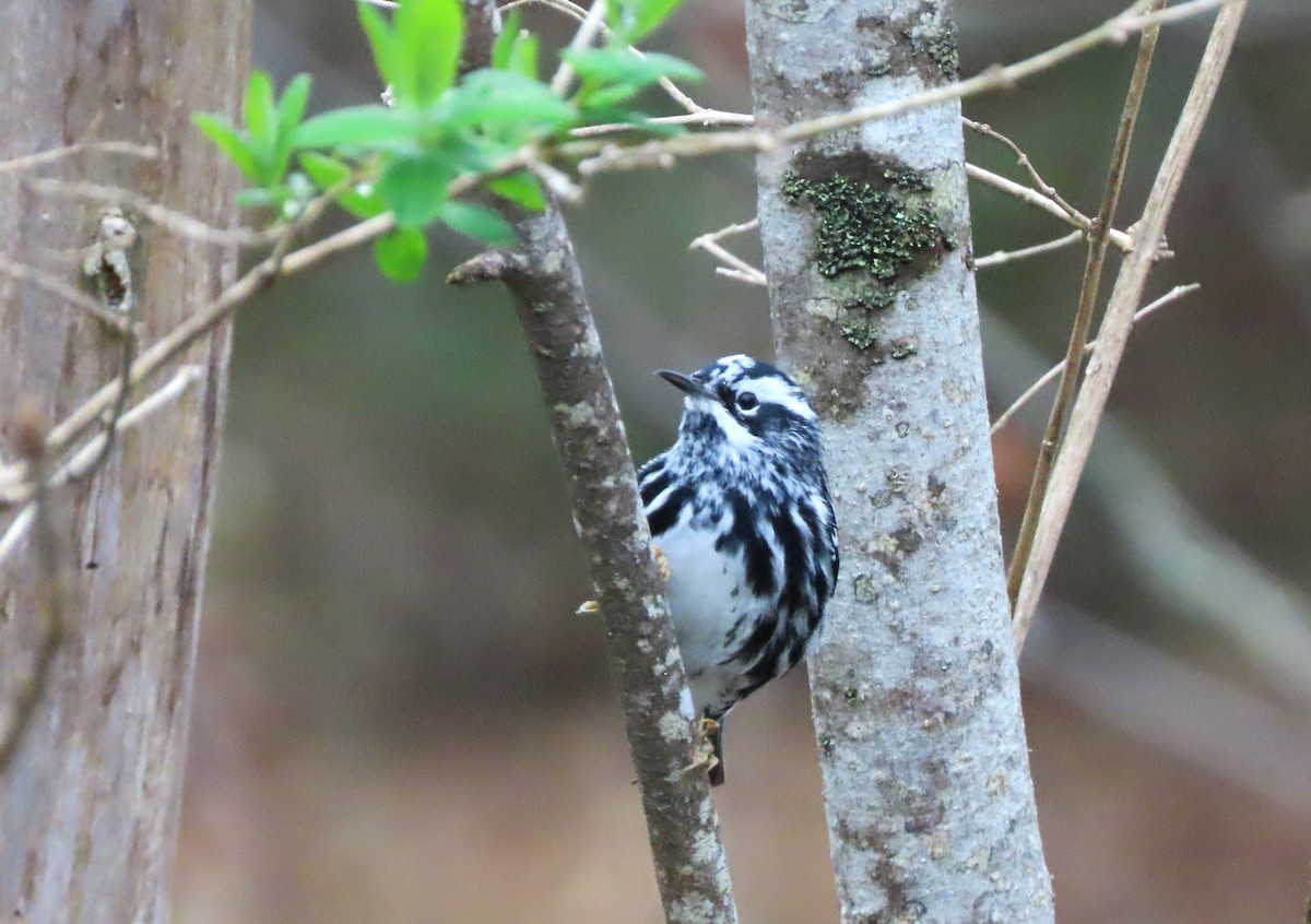 Black-and-white Warbler - tom aversa