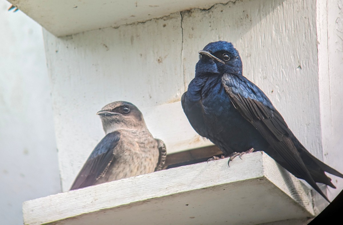 Purple Martin - Richard Kurtz