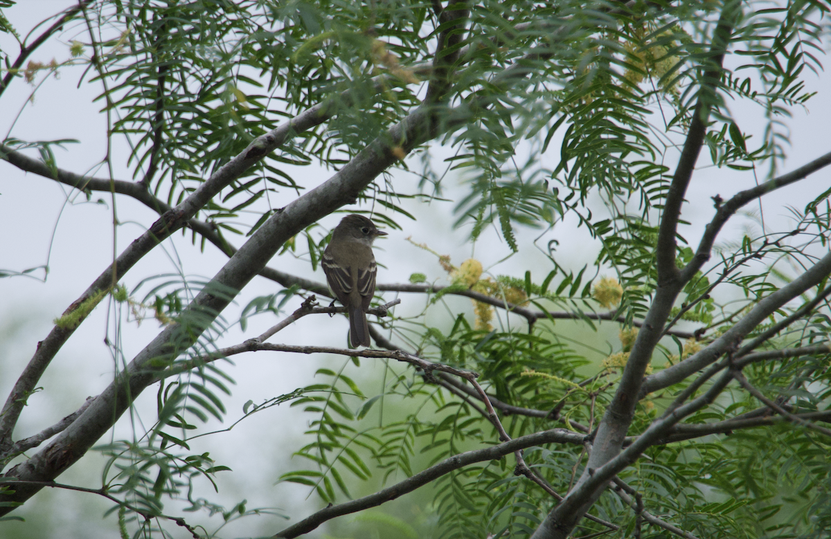 Least Flycatcher - Evan Farese