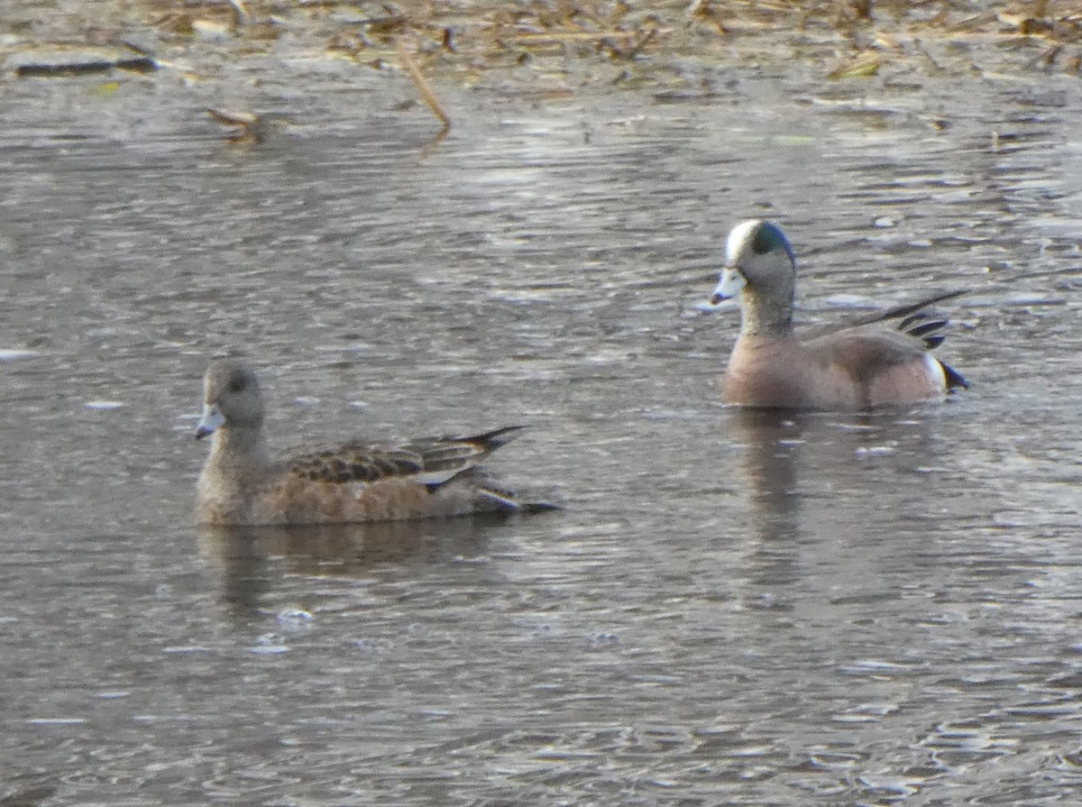 American Wigeon - ML618577896