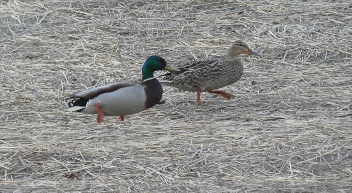 Mallard - ML618577914