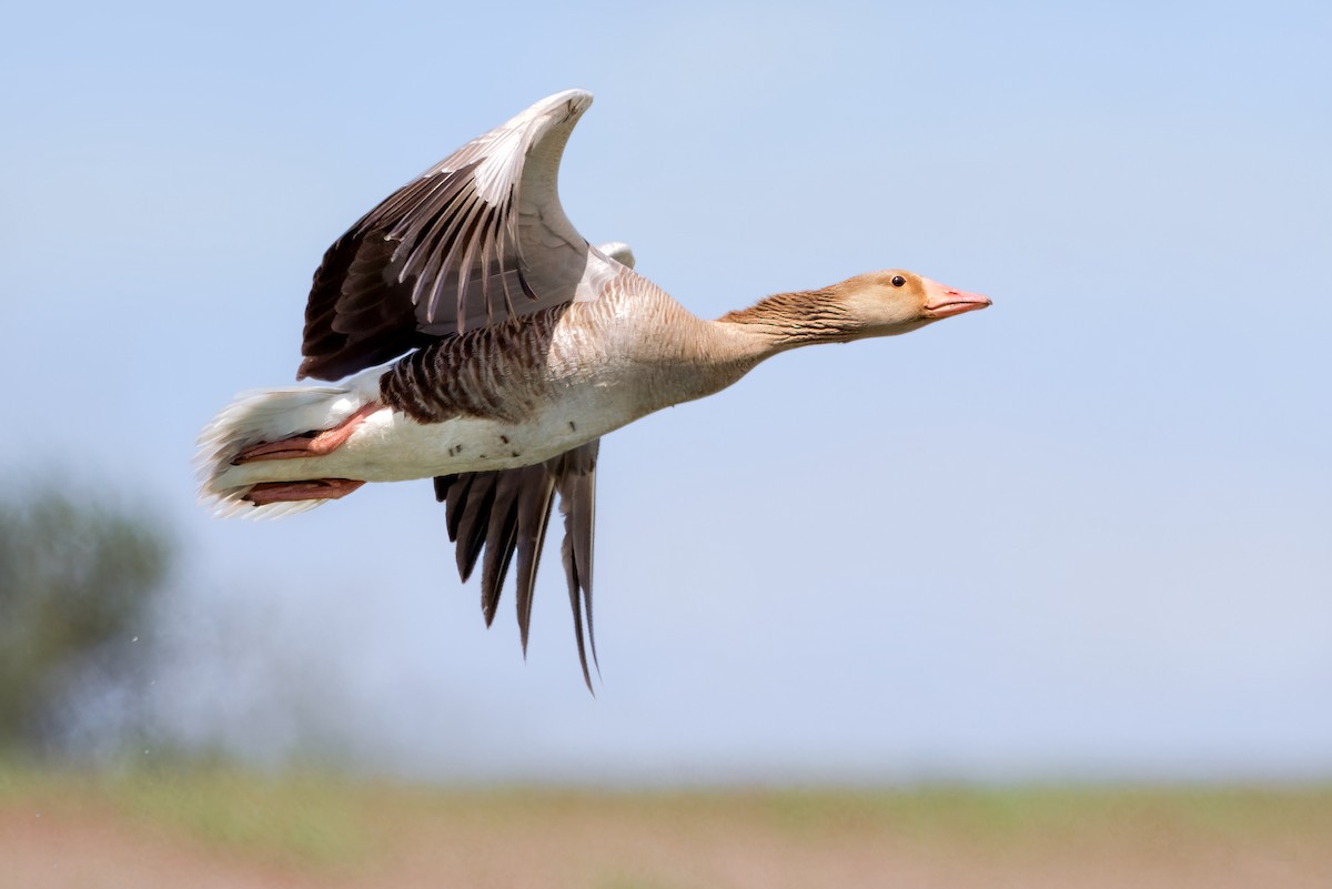 husa velká - ML618577928