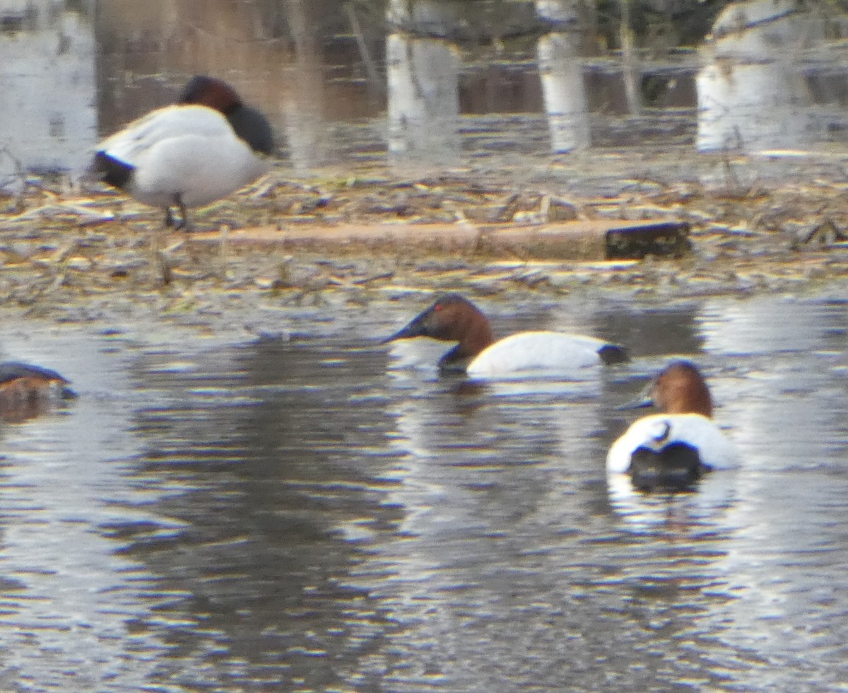 Canvasback - ML618577938