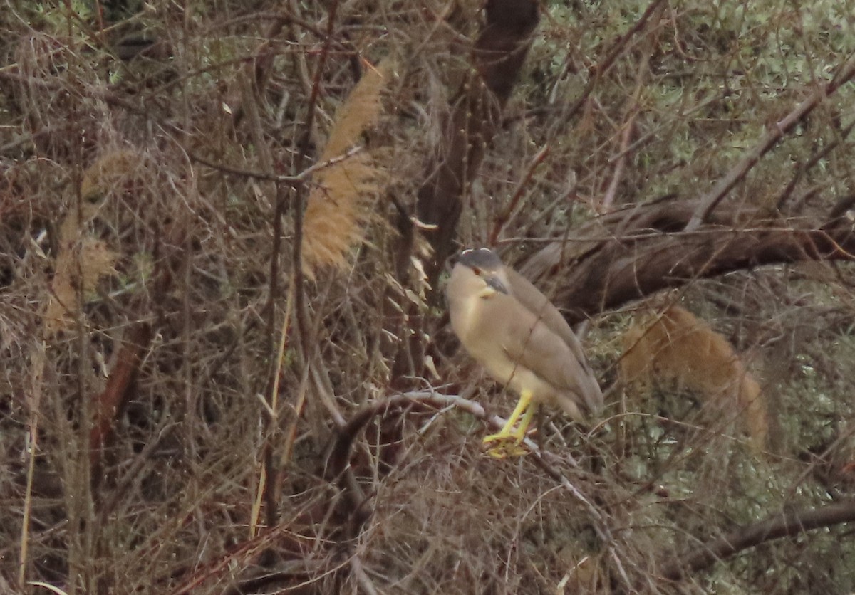 Black-crowned Night Heron - Andrew Rivinus