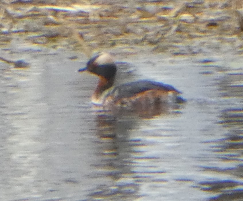 Horned Grebe - ML618577954