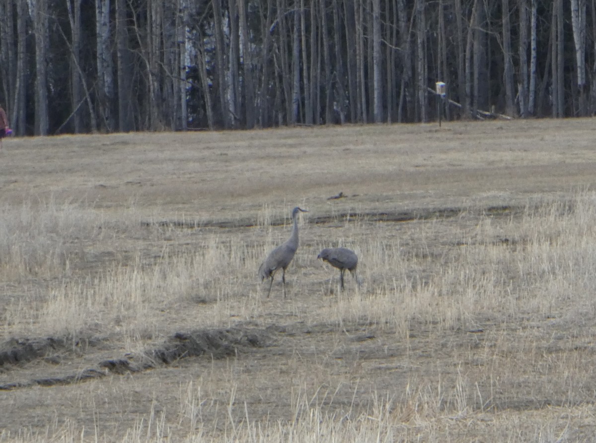 Sandhill Crane - ML618577964