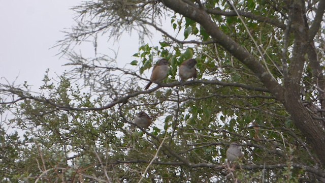 Bruant à calotte rayée - ML618577989