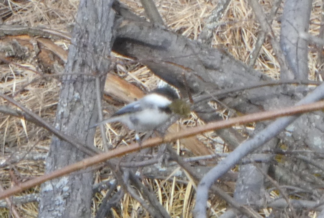 Black-capped Chickadee - ML618578001