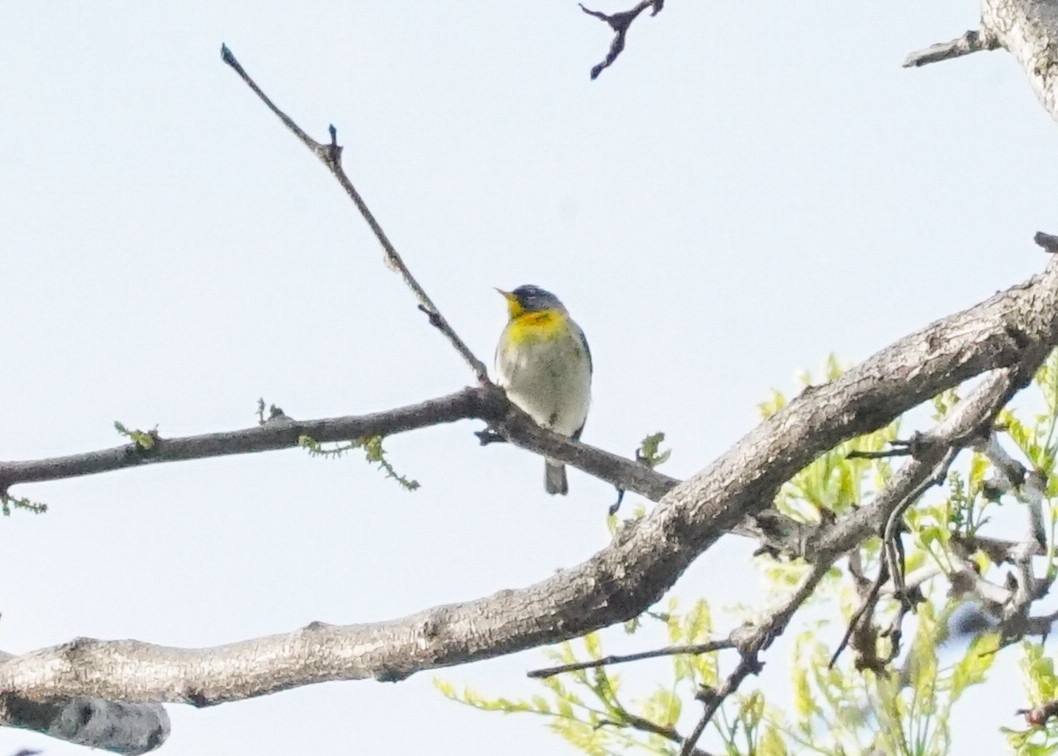 Northern Parula - ML618578004