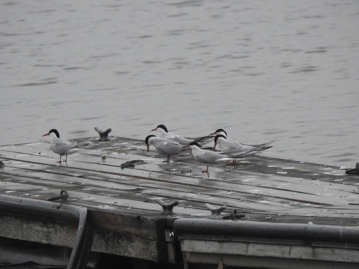 Common Tern - ML618578021