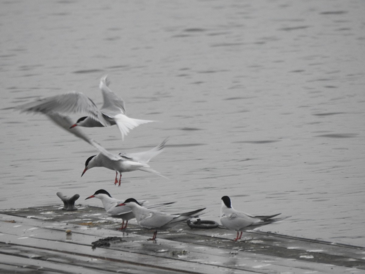 Common Tern - ML618578022