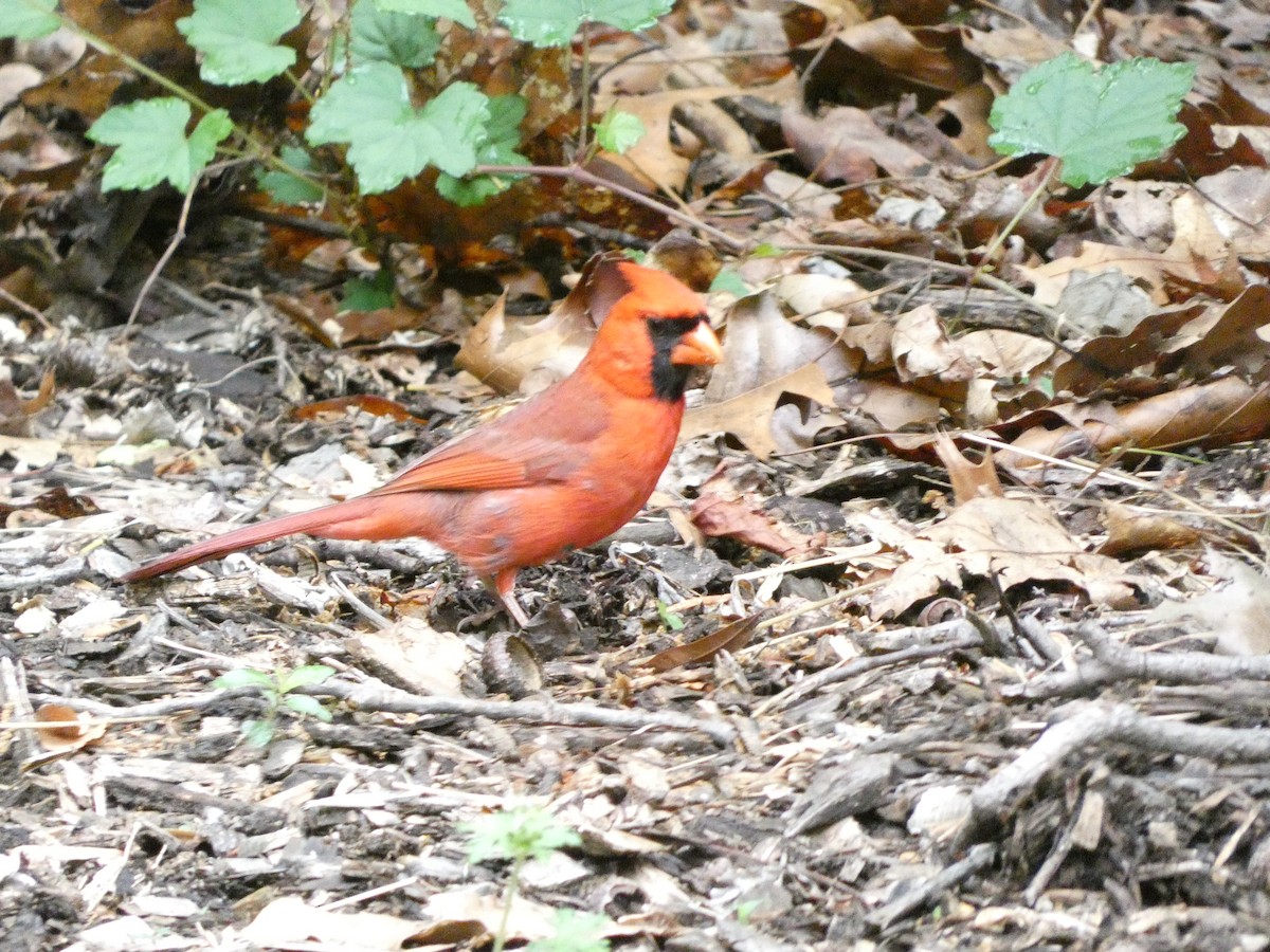 Northern Cardinal - ML618578023